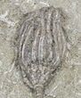 Dizygocrinus Crinoid - Warsaw Formation, Illinois #56746-2